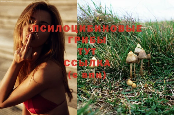 хмурый Белокуриха